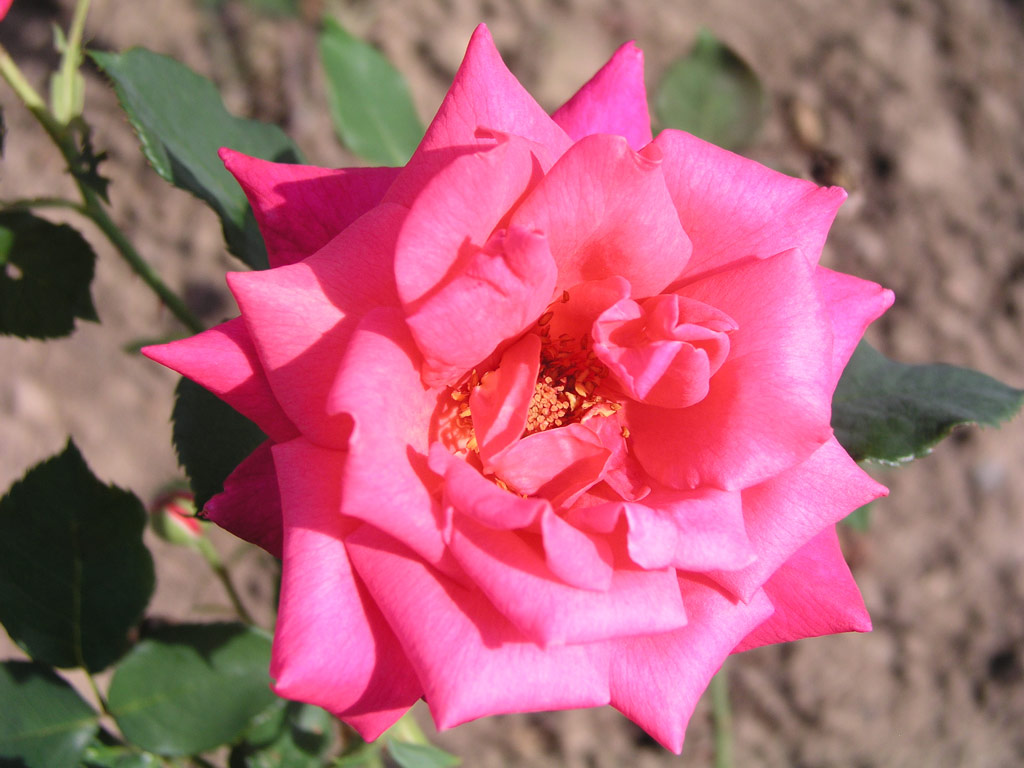 růže Texas Centennial