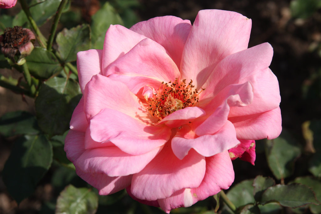 růže Texas Centennial Panache