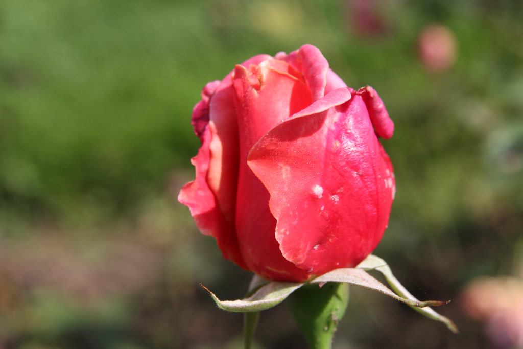 růže Texas Centennial Panache