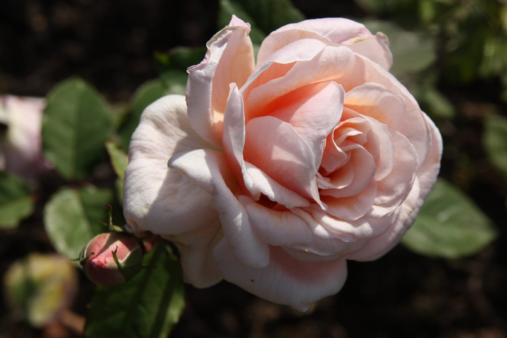 růže The Alexandra