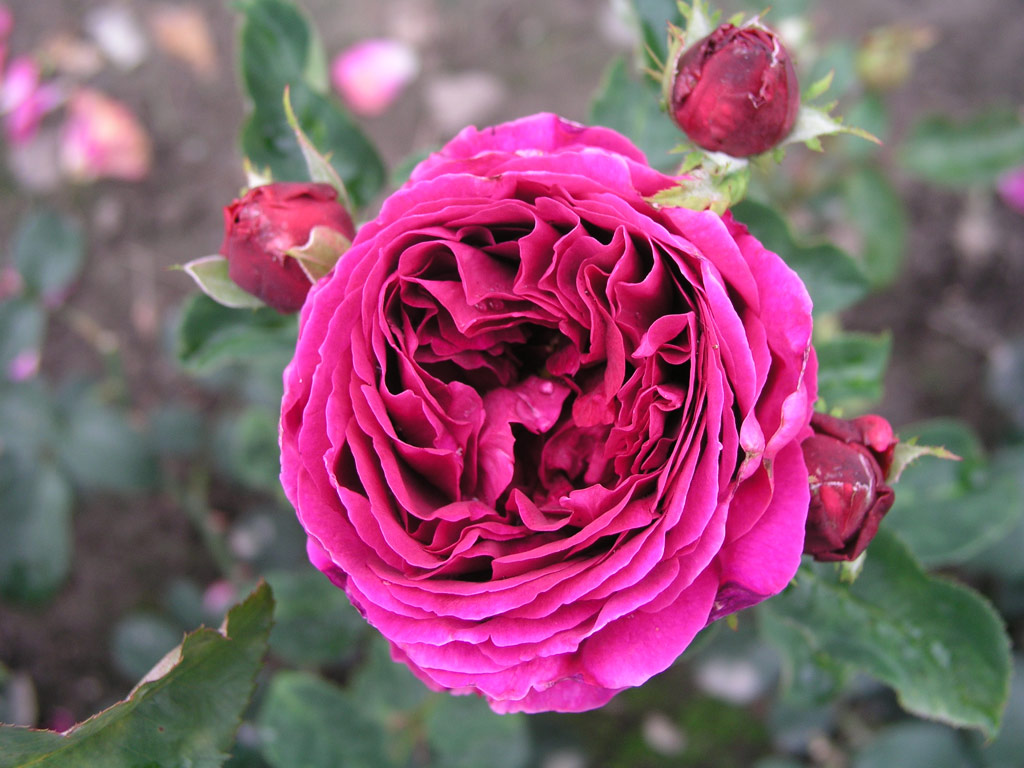 růže The Dark Lady