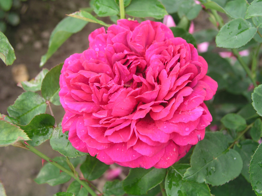 růže The Dark Lady