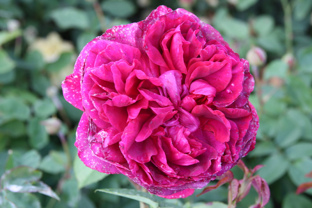 růže The Dark Lady