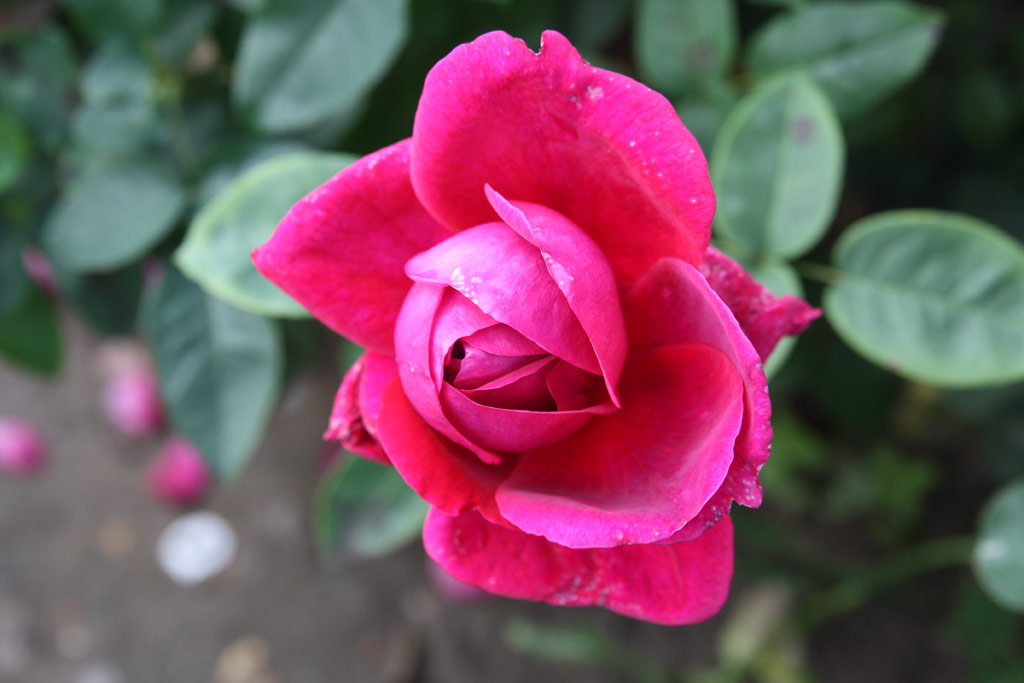 růže The Dark Lady