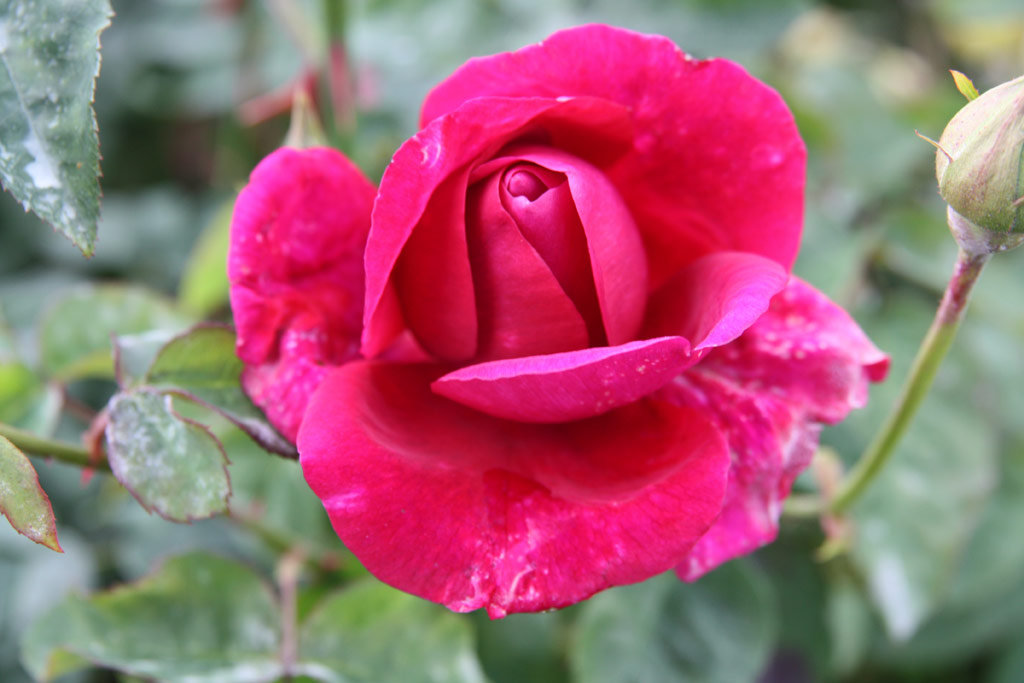 růže The Dark Lady