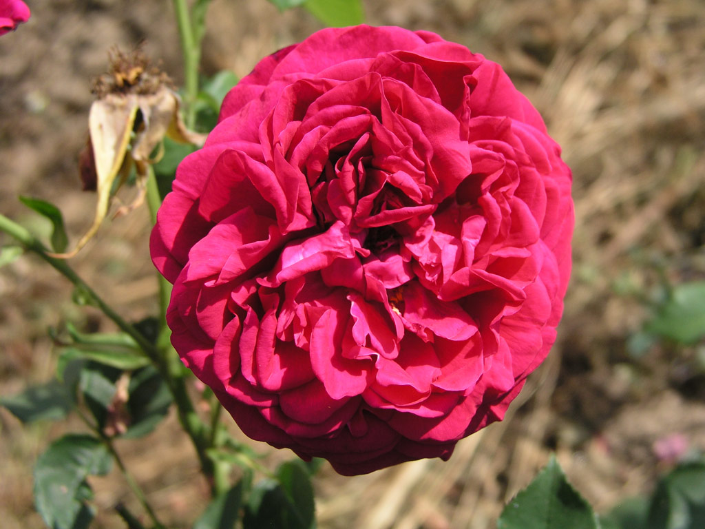 růže The Dark Lady