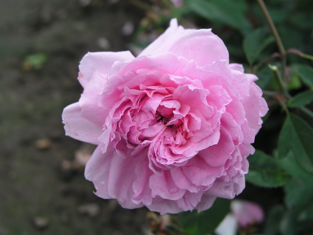 růže The Mayflower