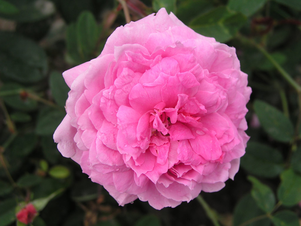 růže The Mayflower