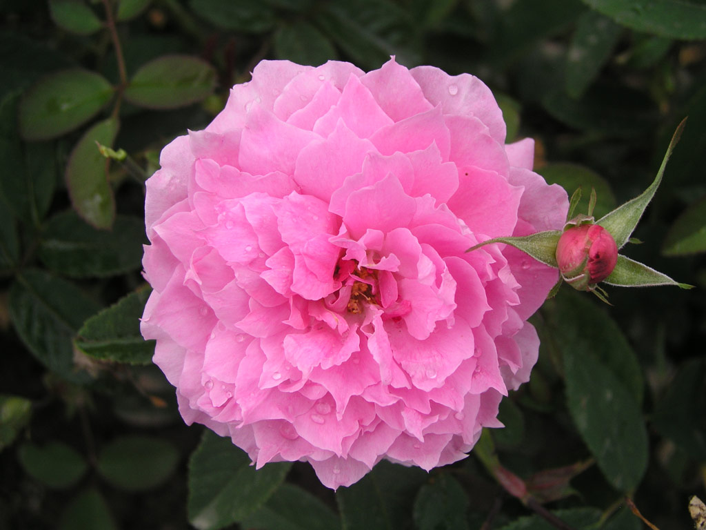 růže The Mayflower