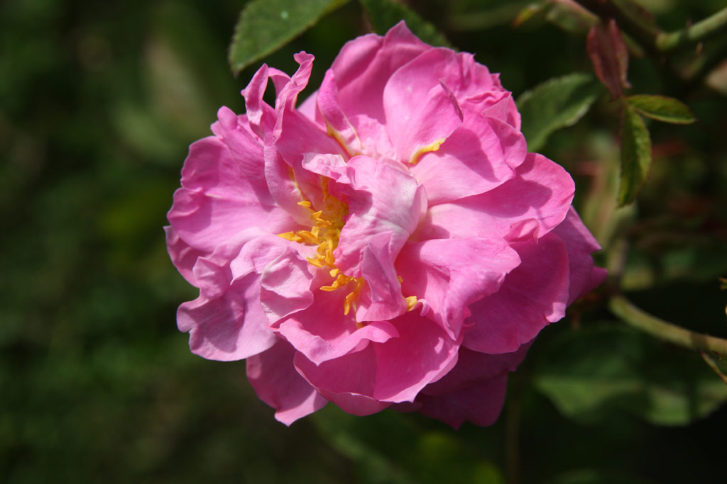 růže The Mayflower