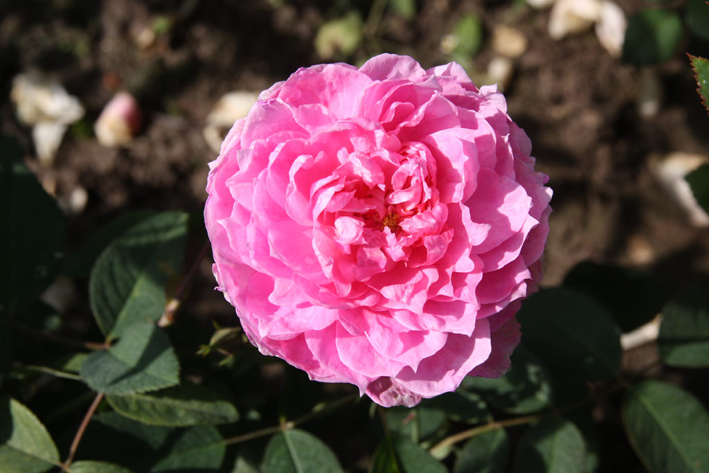 růže The Mayflower