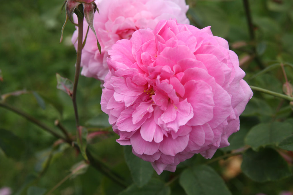 růže The Mayflower