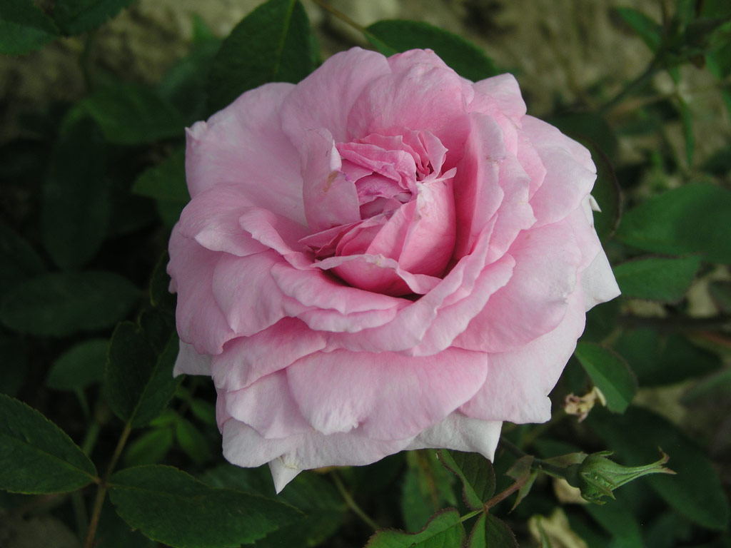 růže The Mayflower