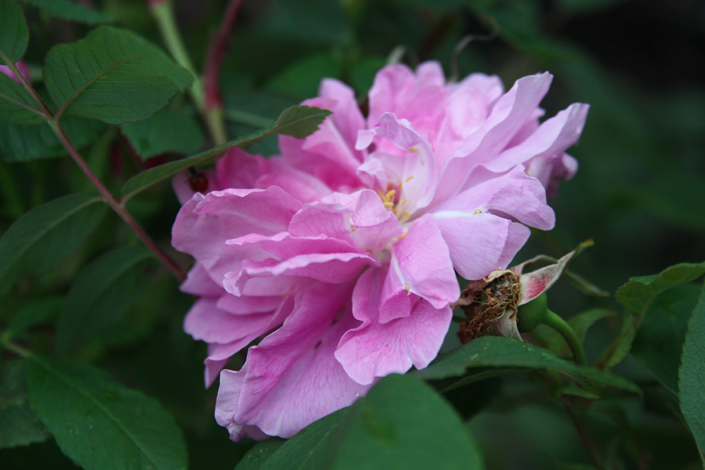 růže Threse Bugnet