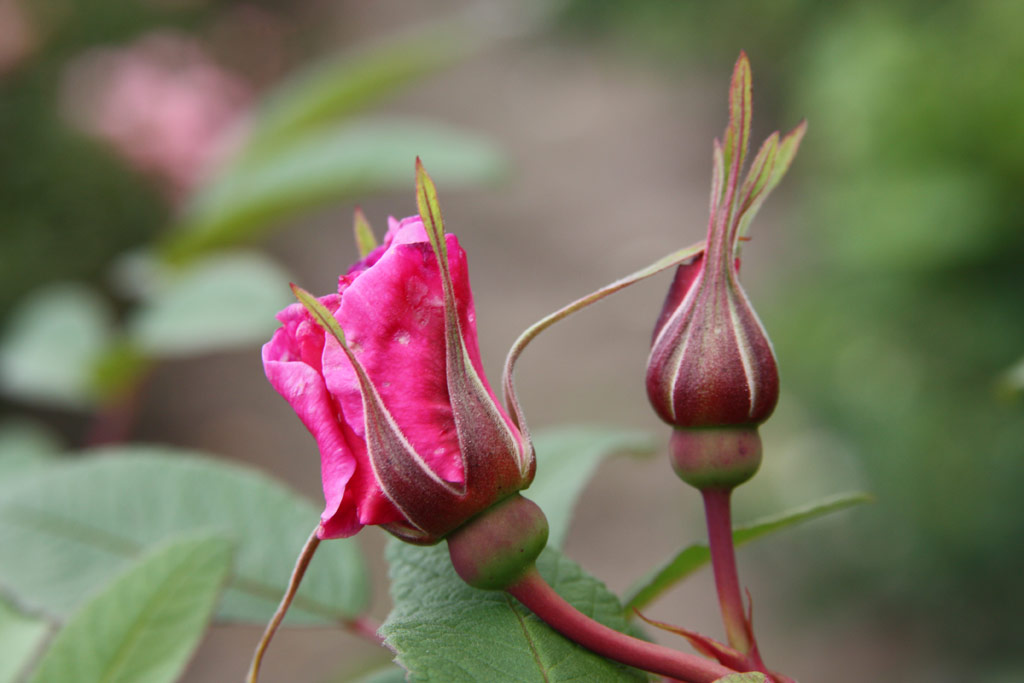 růže Threse Bugnet