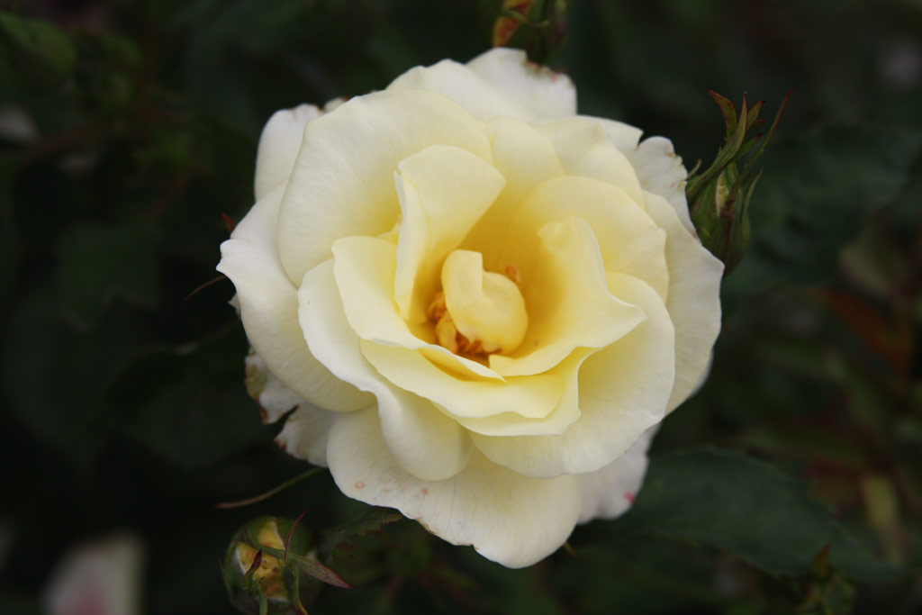 růže Tom Ba?a (Rajhrad)