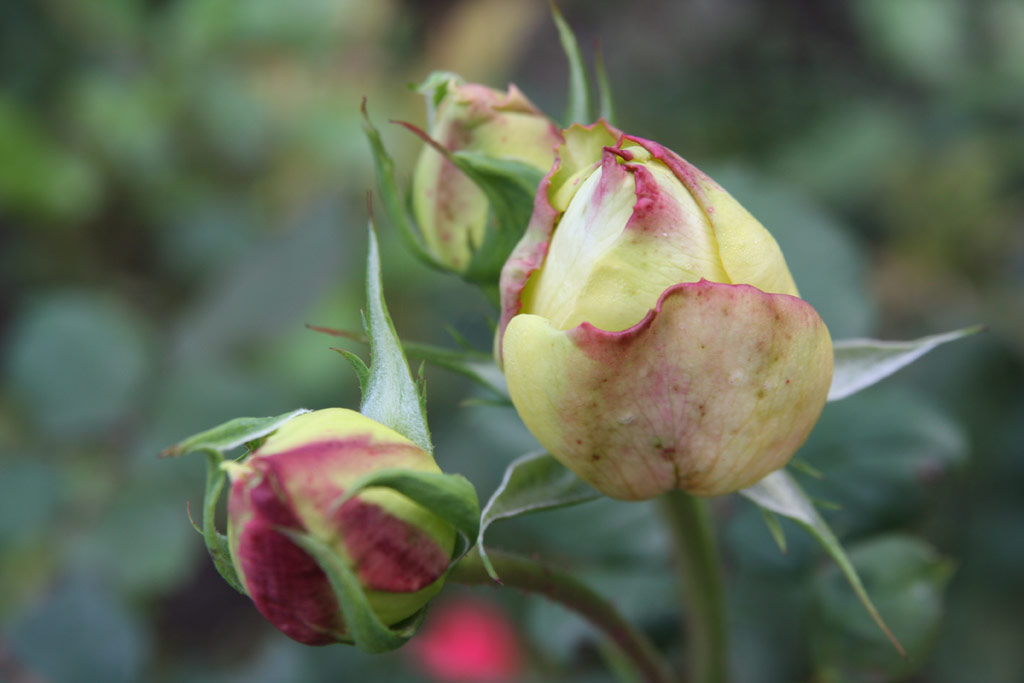 růže Topaze Orientale