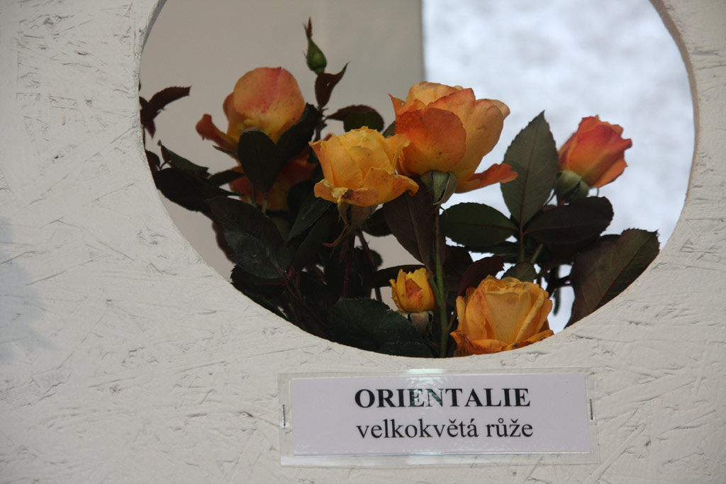 růže Topaze Orientale