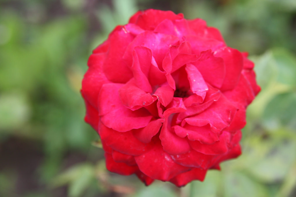 růže T�th Ilona Eml�ke