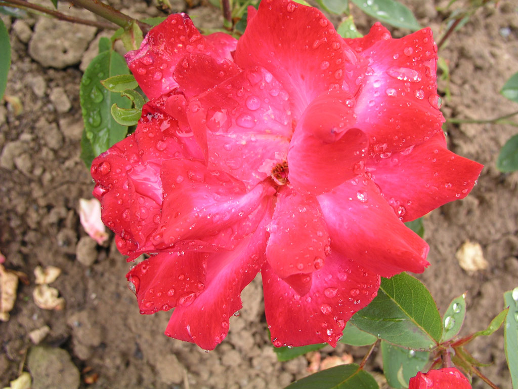 růže Traviata (1962)