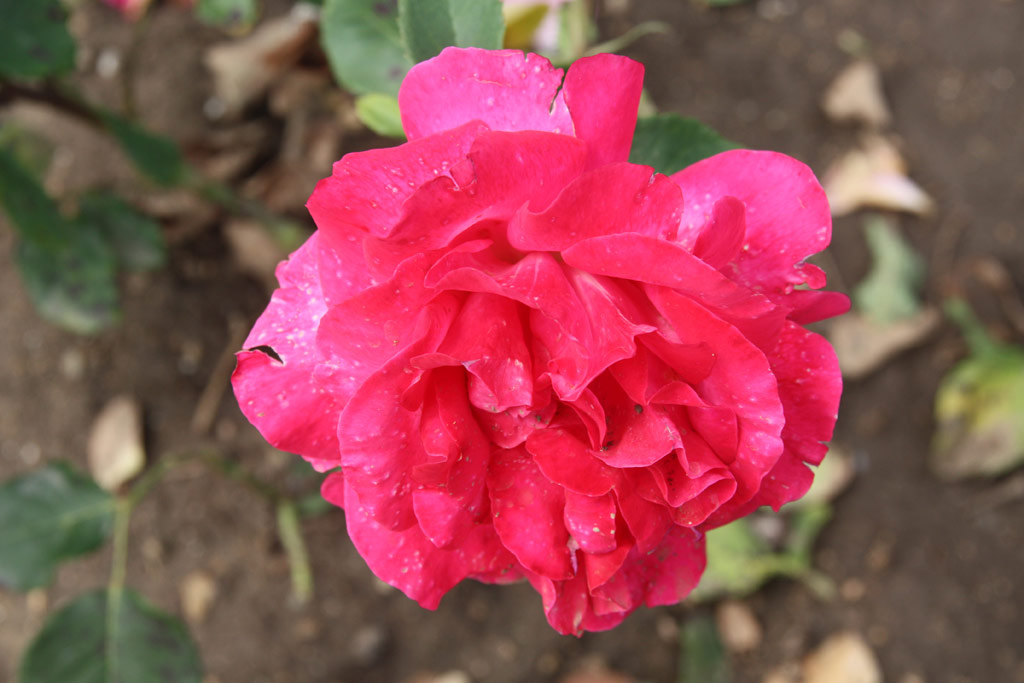 růže Traviata (1962)