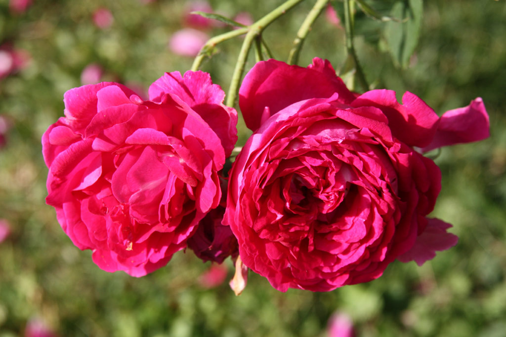 růže Trompeter von Sckingen