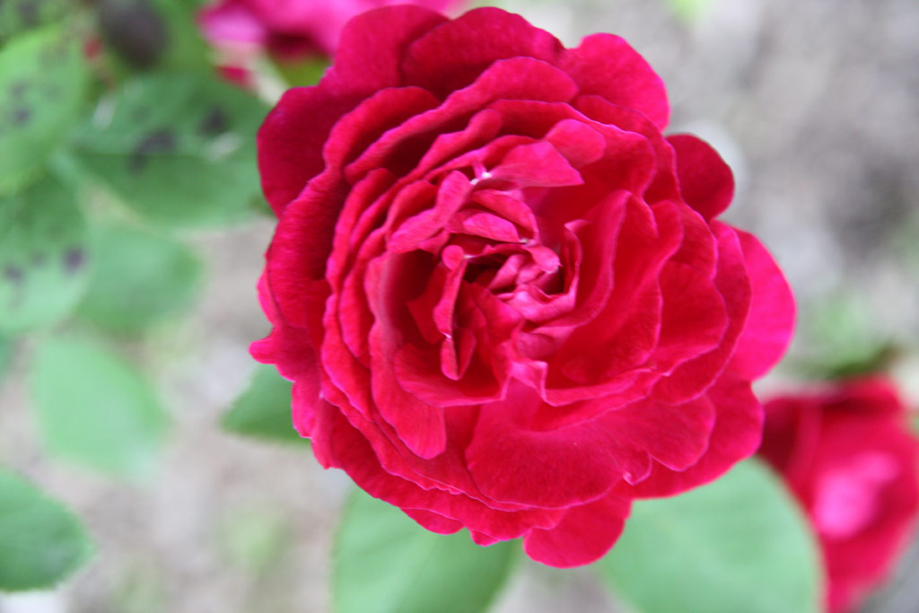 růže Trompeter von Sckingen