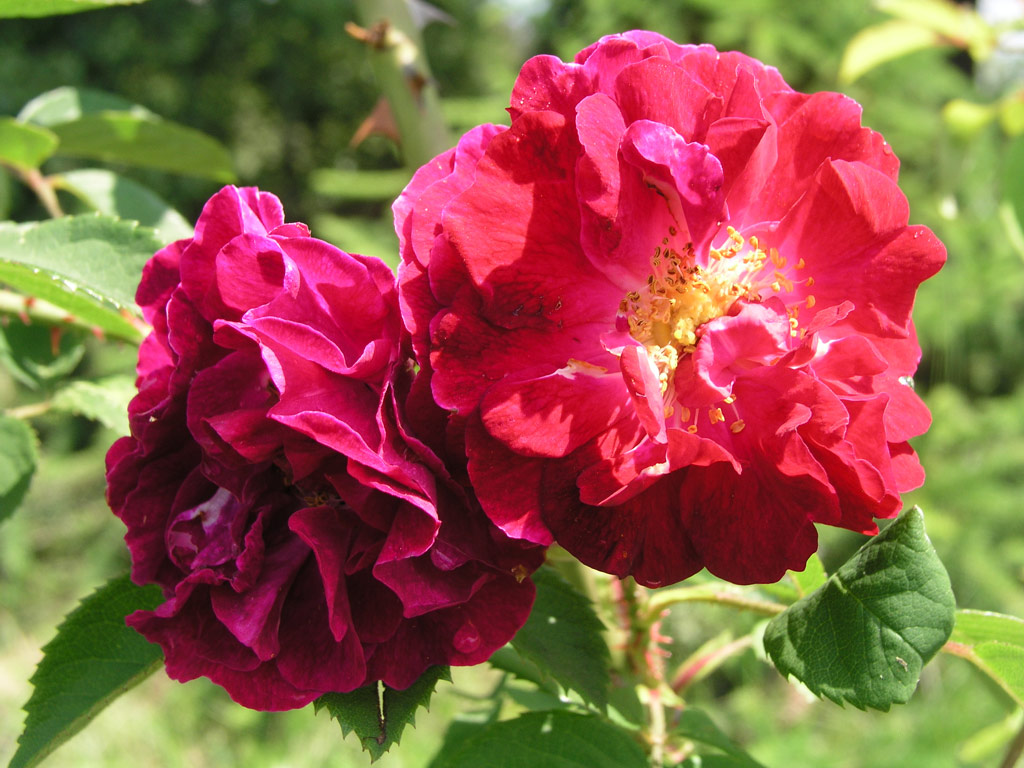 růže Trompeter von Sckingen