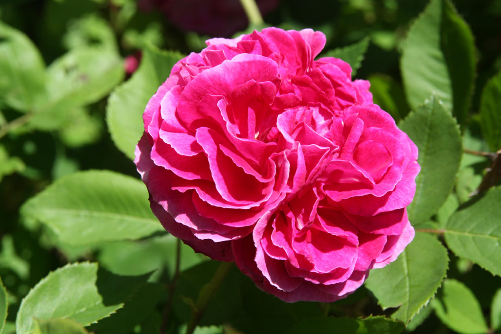 růže Trompeter von Sckingen