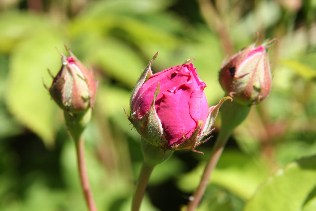 růže Trompeter von Sckingen