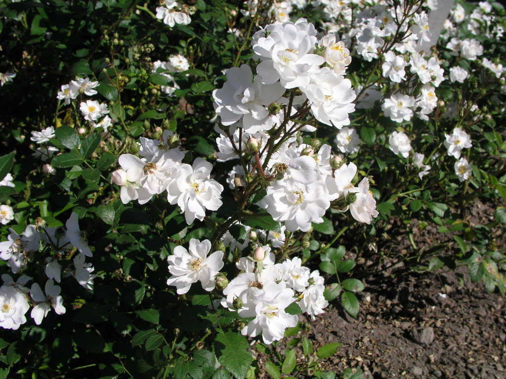 růže Tumbling Waters