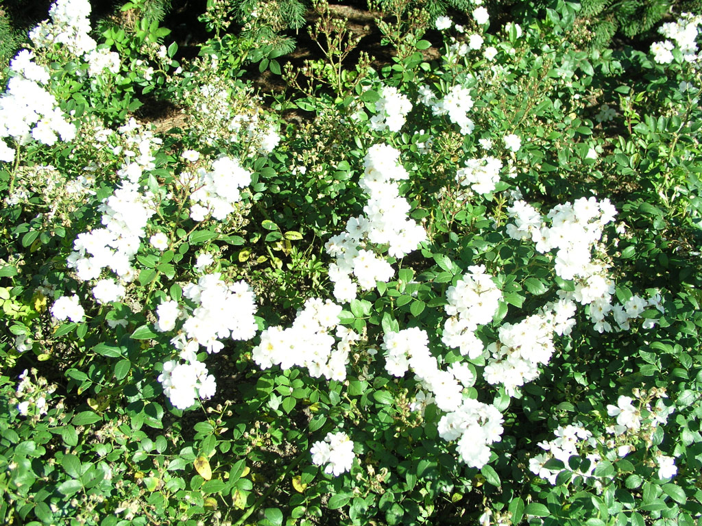 růže Tumbling Waters