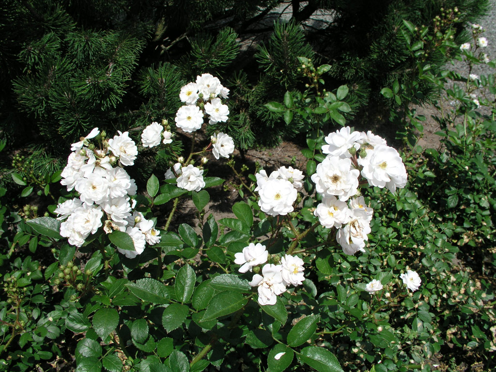 růže Tumbling Waters