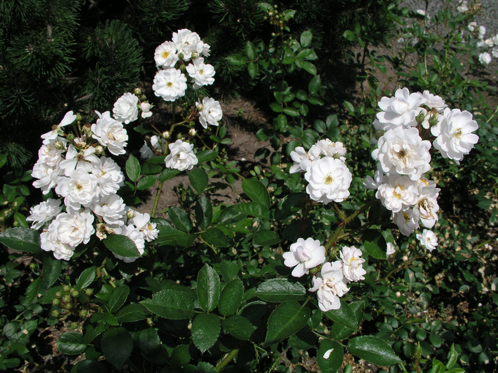 růže Tumbling Waters
