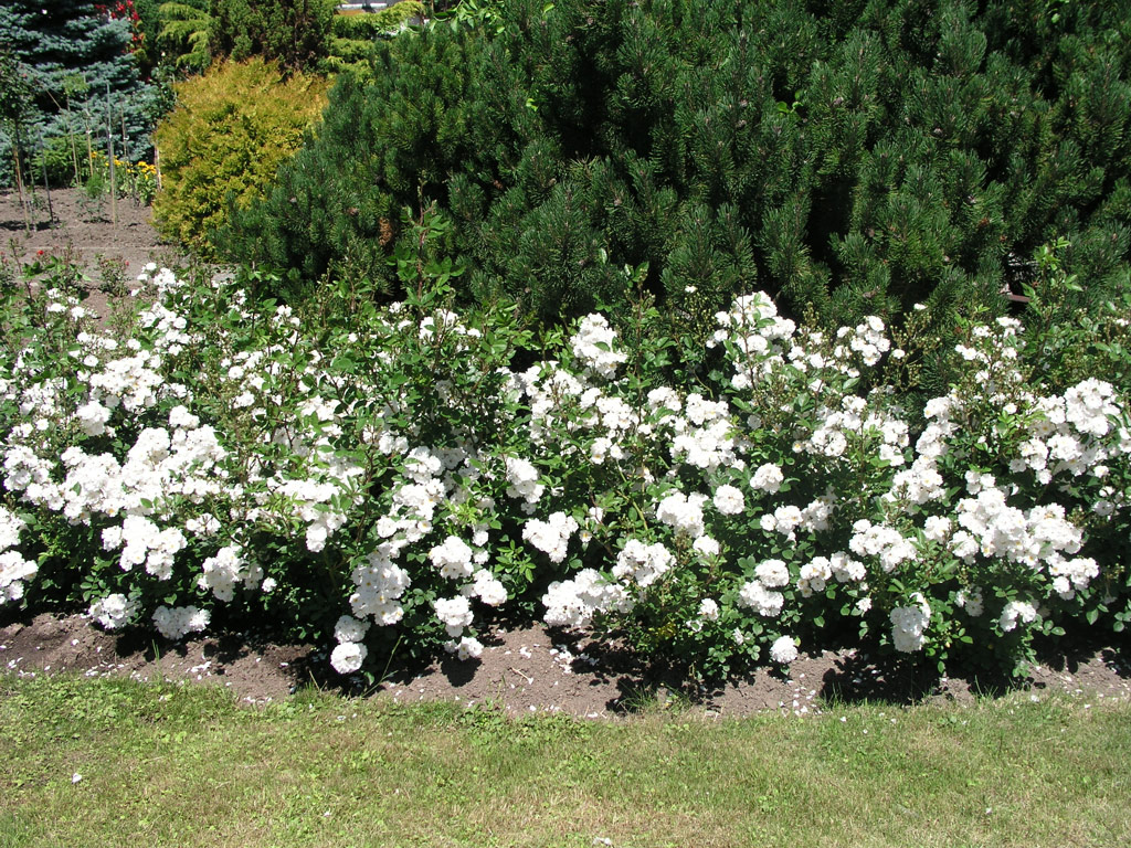 růže Tumbling Waters