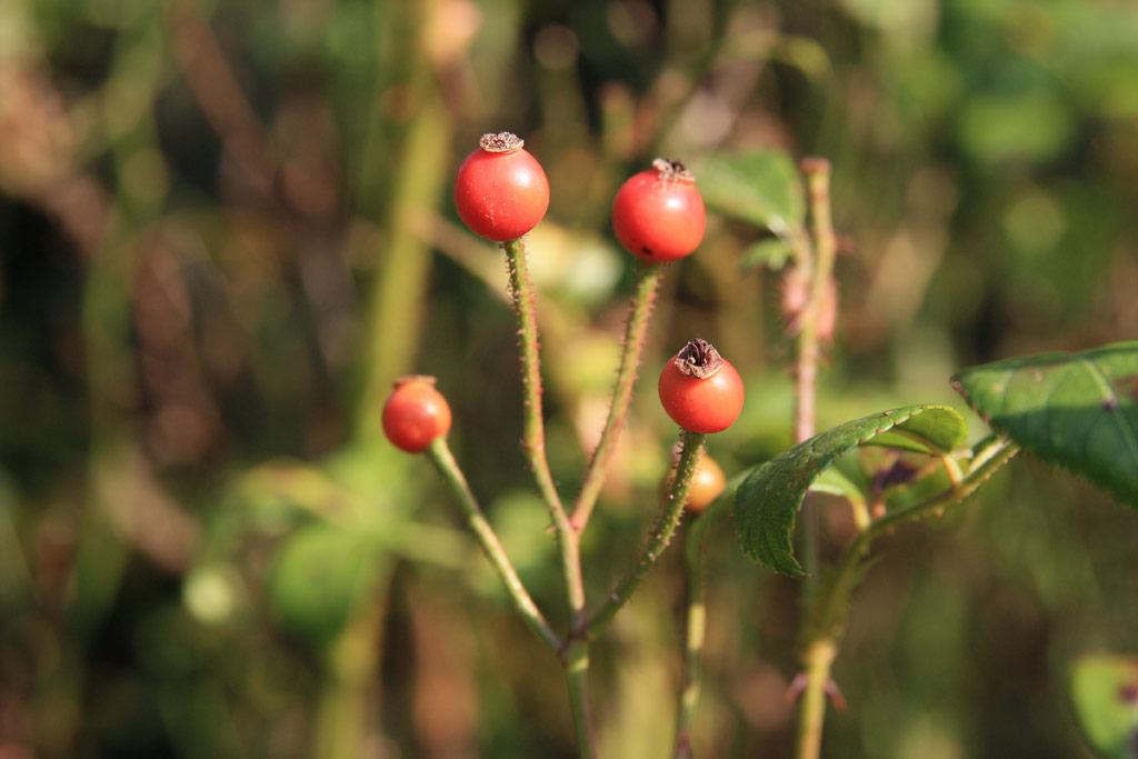 růže Tumbling Waters