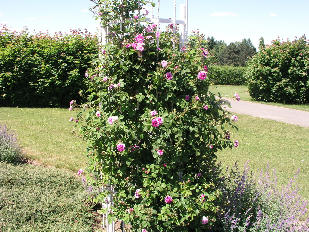 růže Turner�s Crimson Rambler