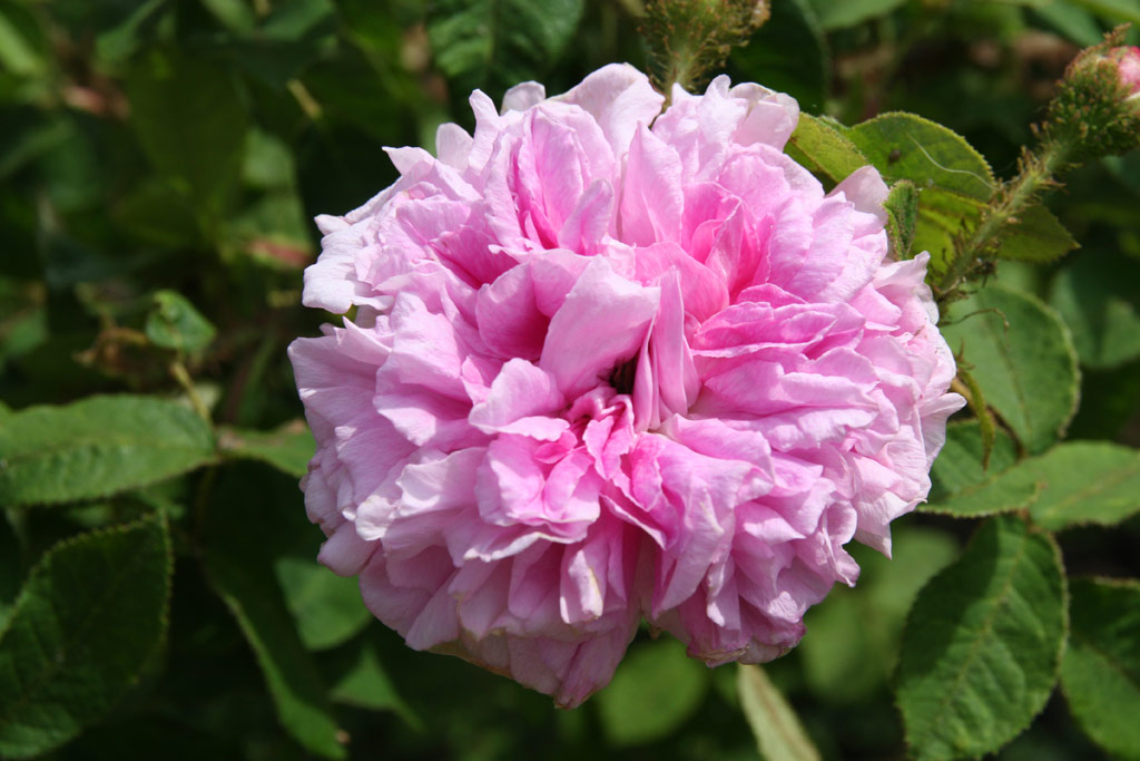 růže Unique de Provence