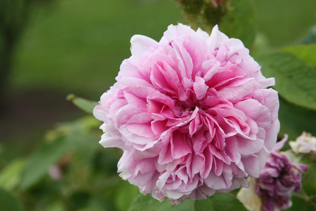 růže Unique de Provence