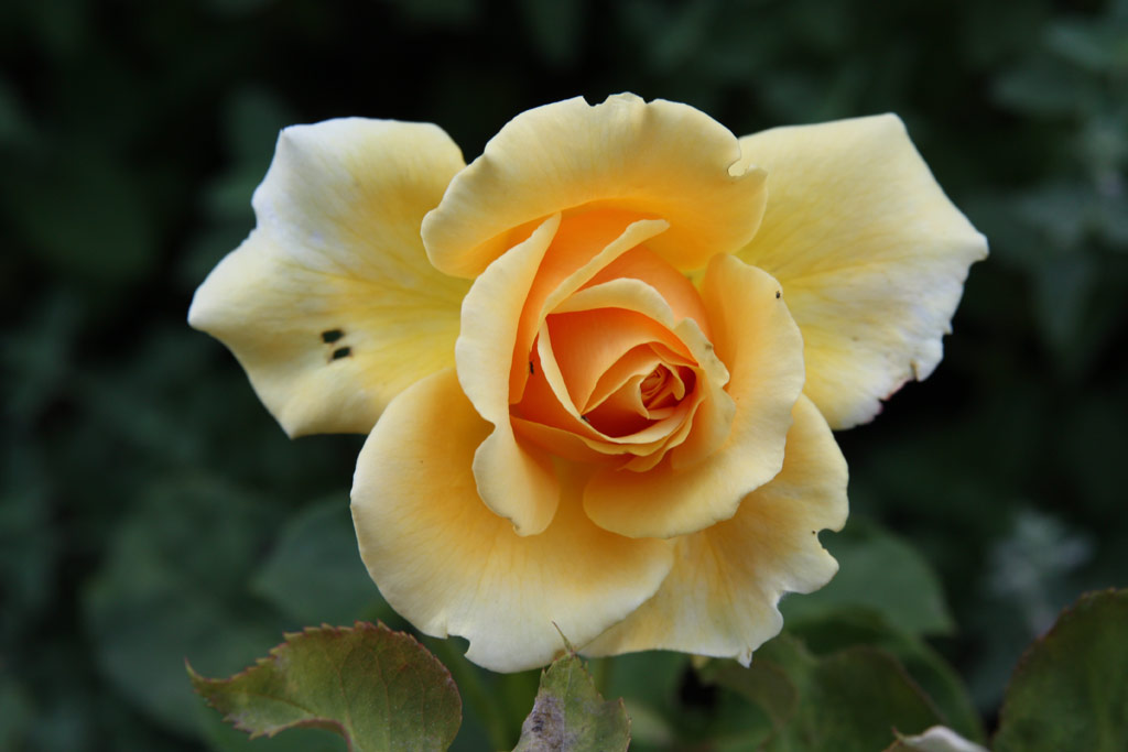 růže Valencia (1989)