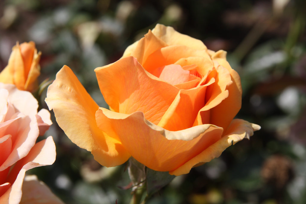 růže Valencia (1989)