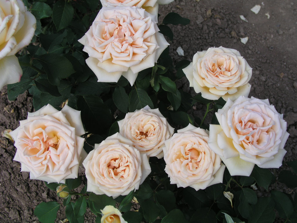 růže Valencia (1989)