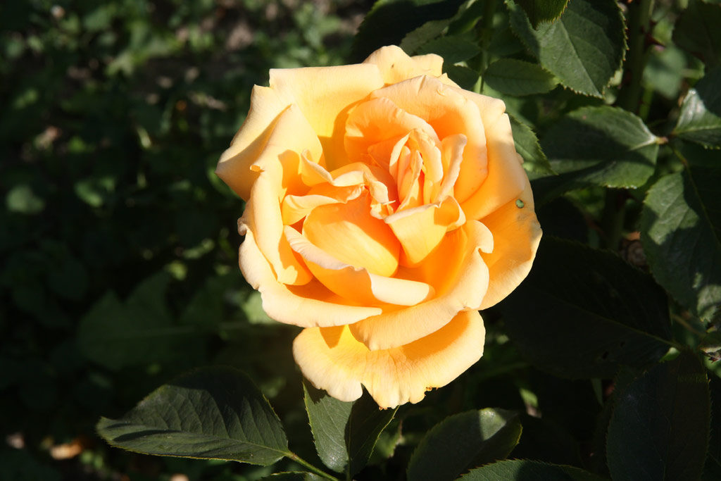 růže Valencia (1989)