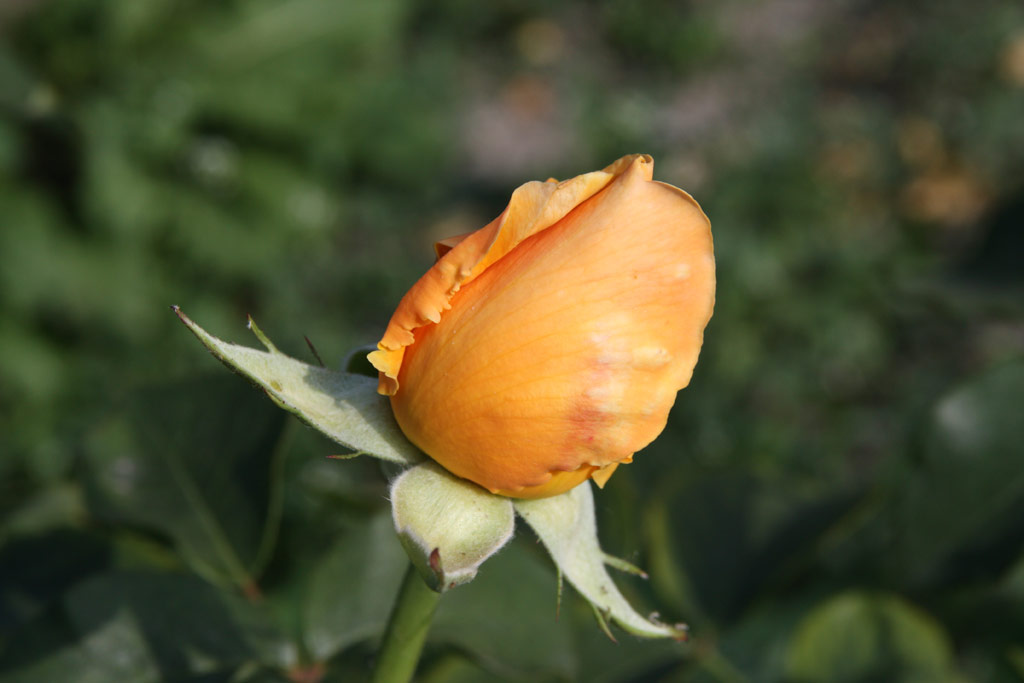 růže Valencia (1989)