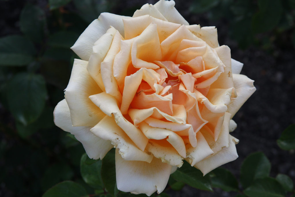 růže Valencia (1989)