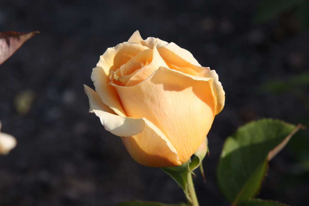 růže Valencia (1989)