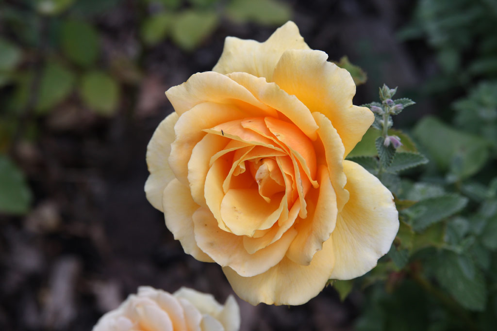 růže Valencia (1989)