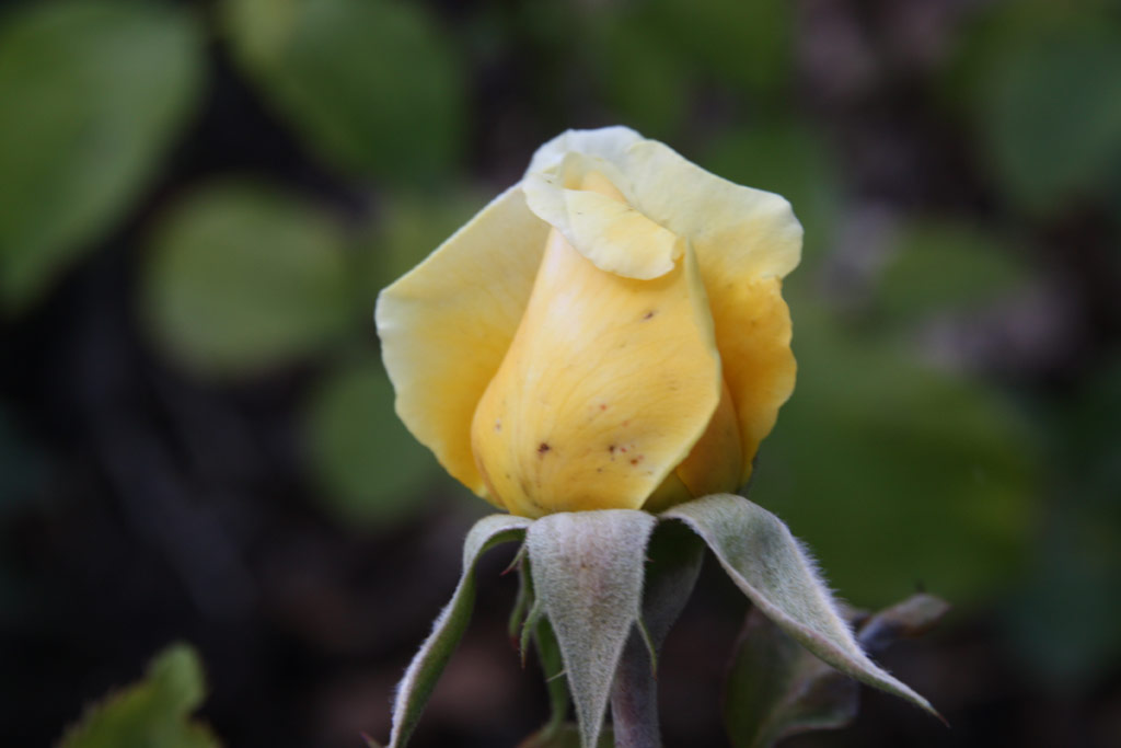 růže Valencia (1989)