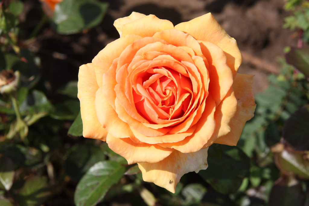 růže Valencia (1989)