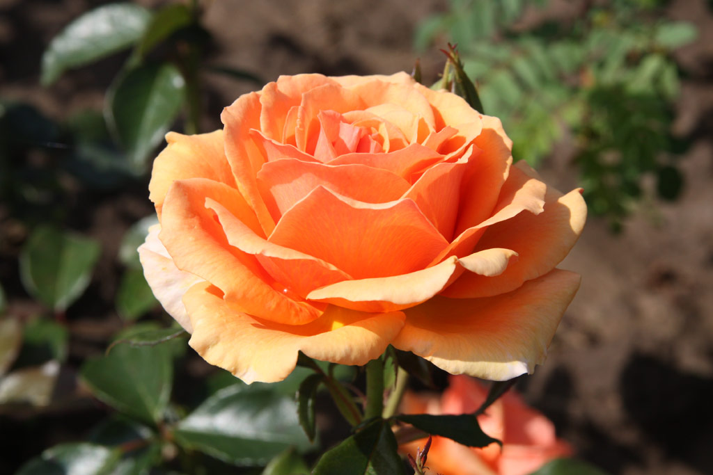 růže Valencia (1989)